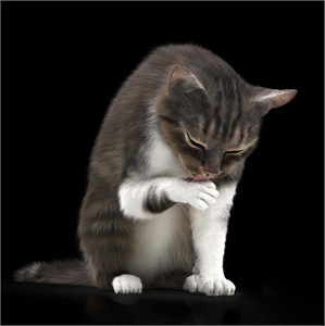 Modern animal cat 3d model